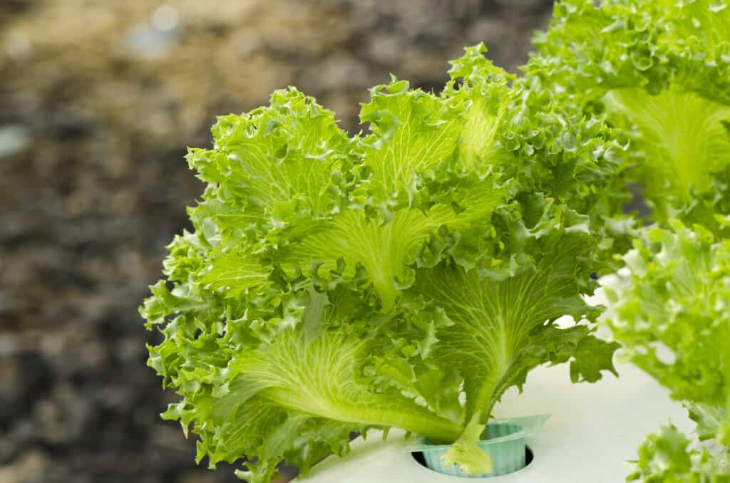 Lattuga a foglia verde