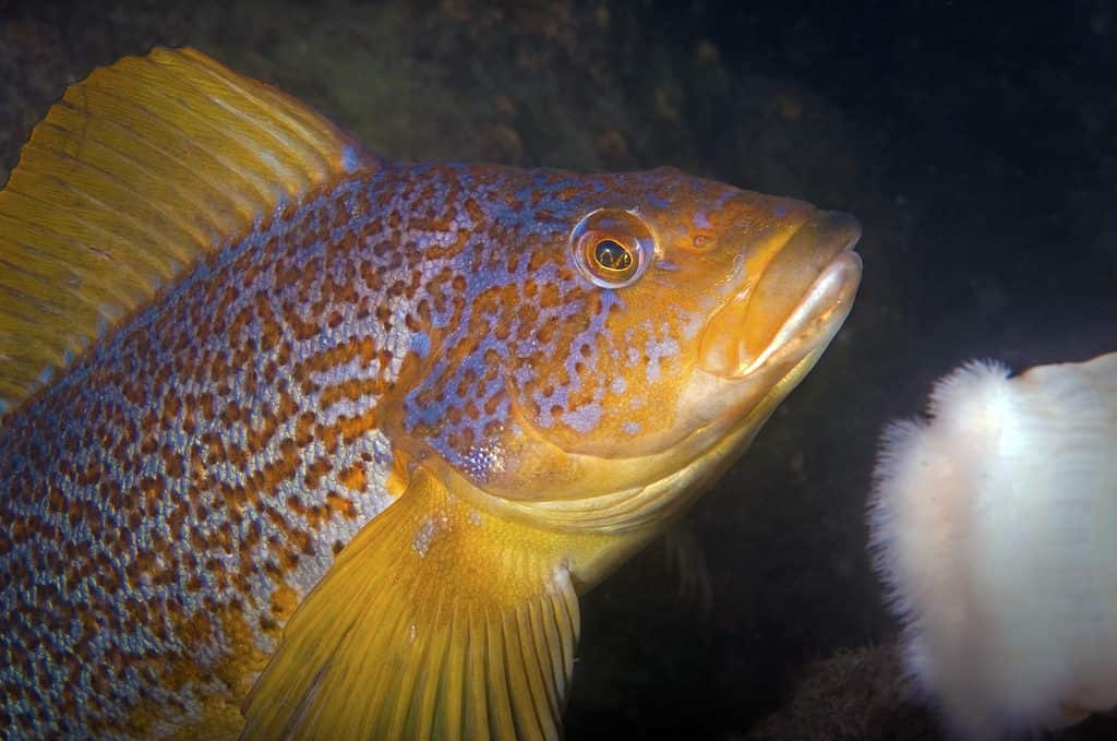 Greenling maschio di fuco