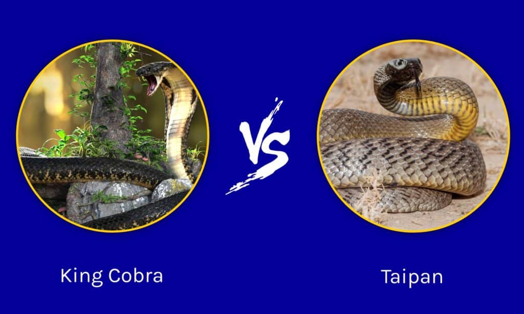 cobra reale contro taipan 