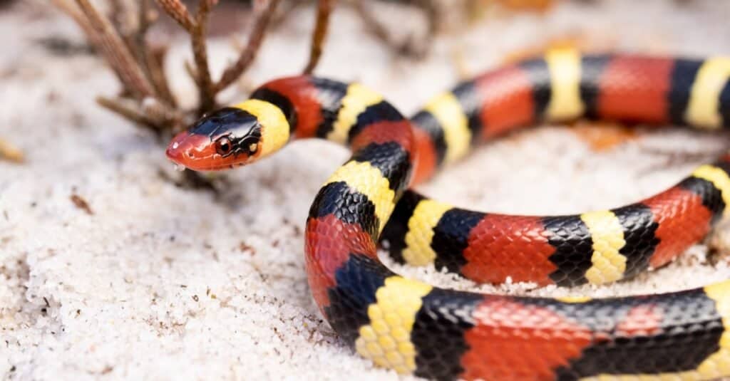 Cosa mangia i serpenti