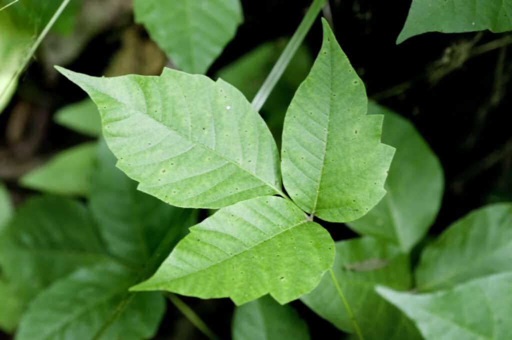Il focus è su un set di tre foglie di edera velenosa verde su uno sfondo di foglie di veleno fuori fuoco.