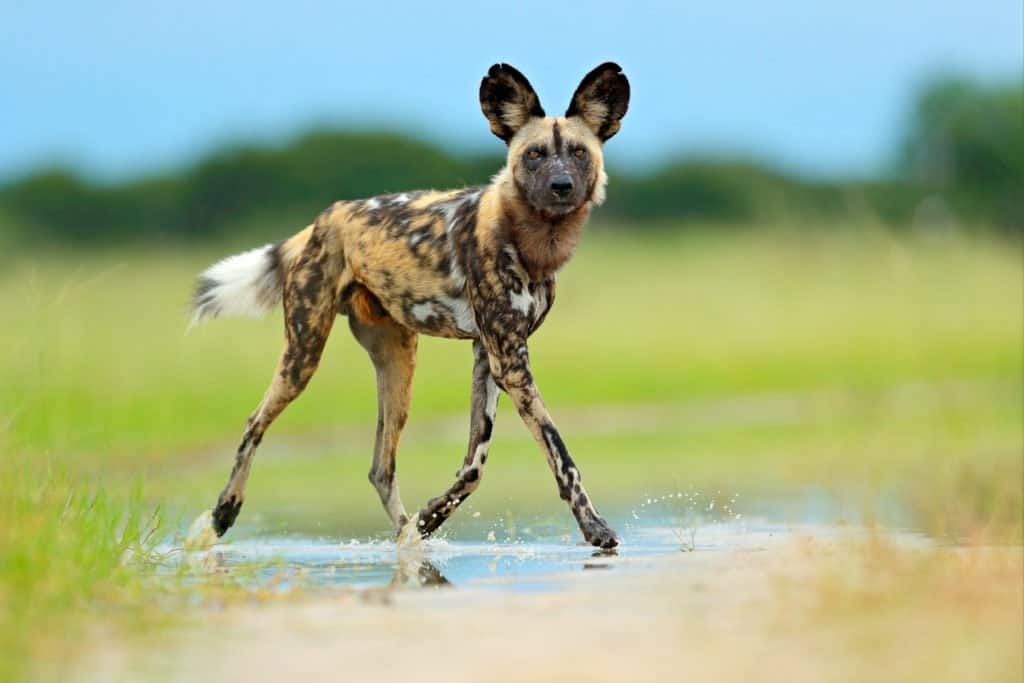 Un cane selvatico africano che cammina attraverso una pozzanghera in un campo.