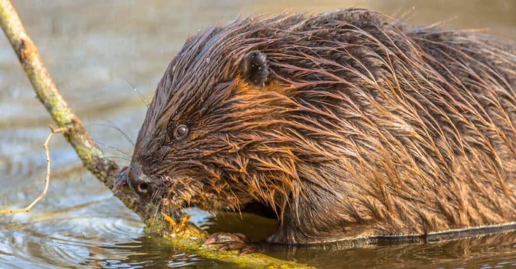 Castoro euroasiatico che mangia in acqua