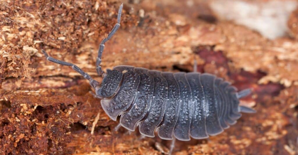 woodlouse con il corpo disteso