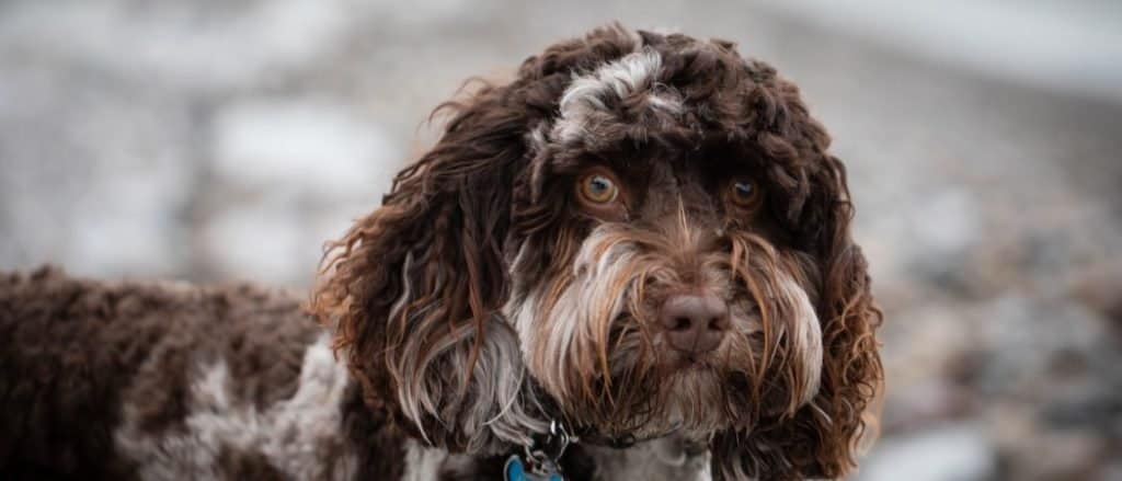 Primo piano di un bel cane Labradoodle australiano marrone