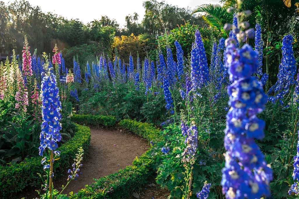Un gruppo di alti fiori blu Delphinium.