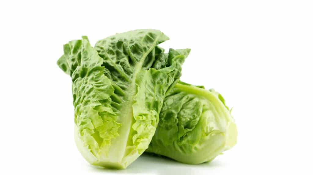 Lattuga romana