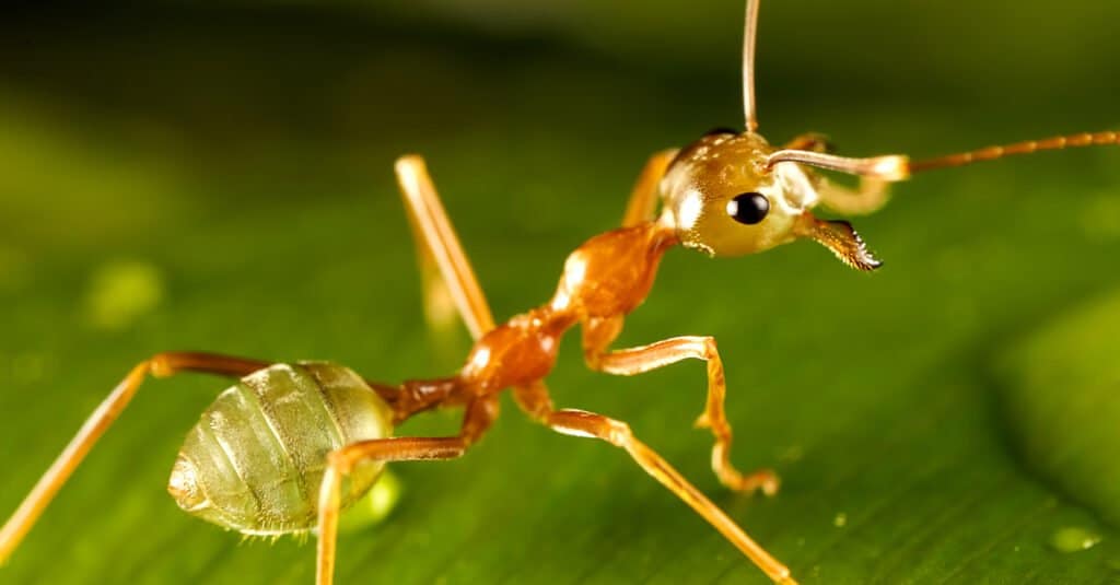 Formiche più grandi - Formica verde 