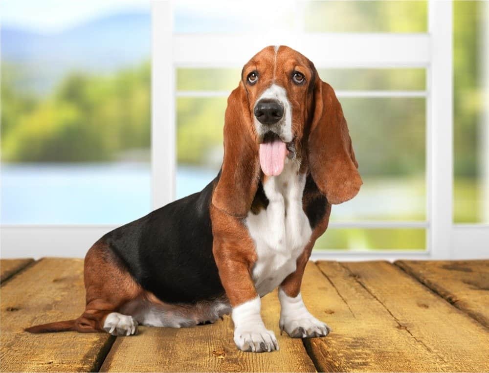Basset Hound seduto su un tavolo