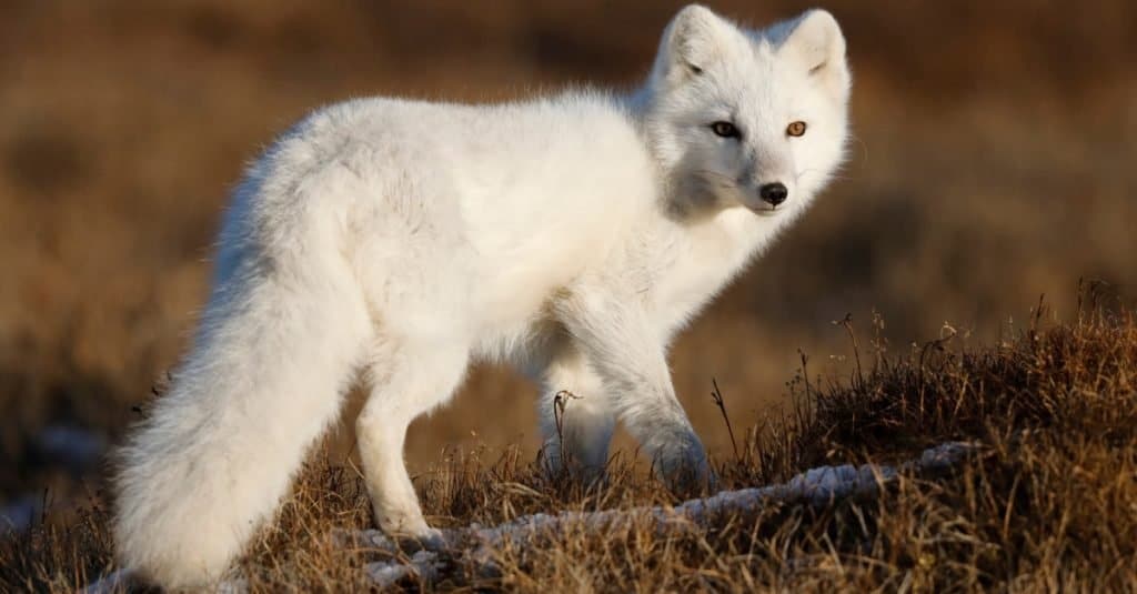 Razze di cani selvatici: volpe artica