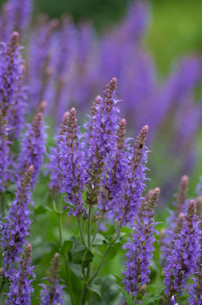 Pianta di Salvia in piena fioritura