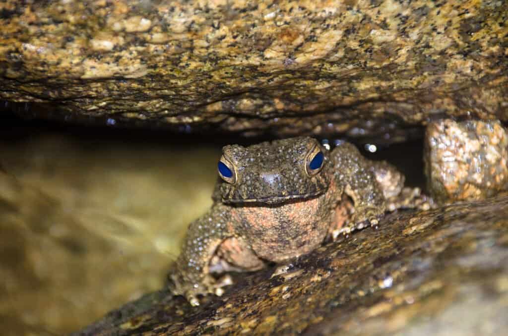 Rana di fiume gigante 