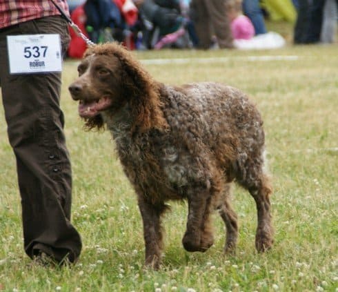 I cani più brutti