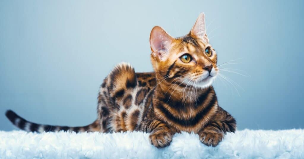 I gatti più arrabbiati più pazzi - Bengala