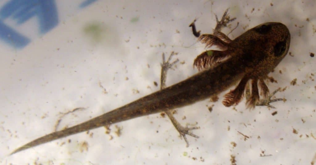 Mudpuppy che nuota in un ruscello.