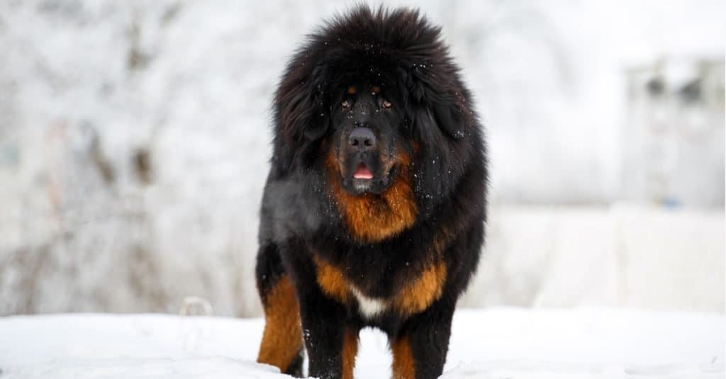 Razze di cani più costose: mastino tibetano