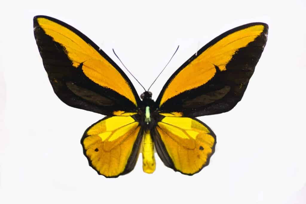 L'ala d'oro di Wallace