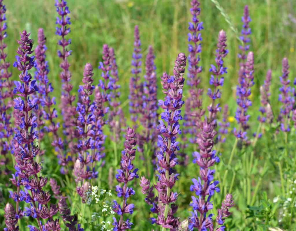 La salvia estiva (Salvia pratensis) fiorisce tra le erbe selvatiche