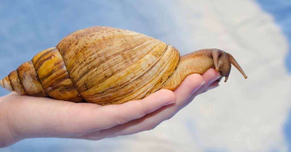 Lumaca di terra africana gigante su una mano umana