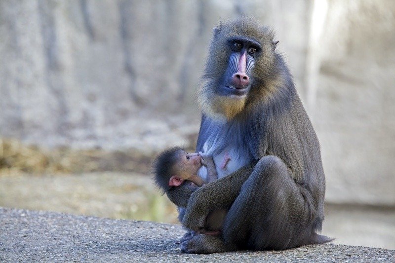 Mandrillo madre e bambino