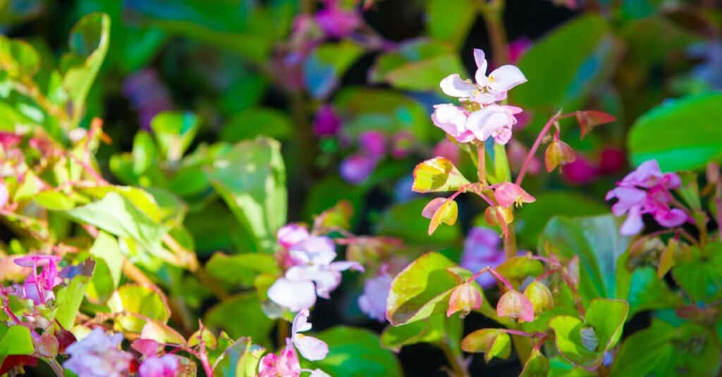 Le begonie sono velenose per cani o gatti - Begonia