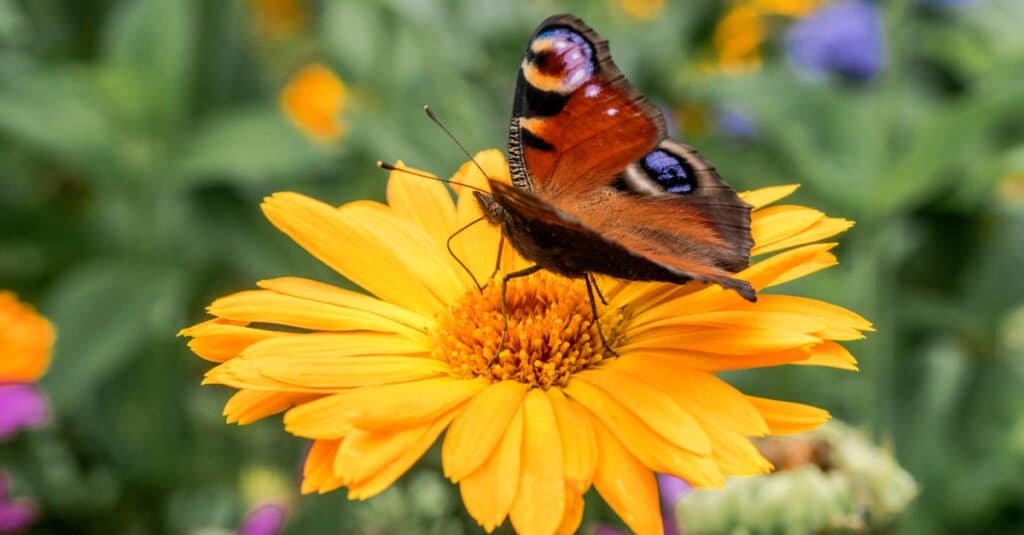 farfalla sulle calendule