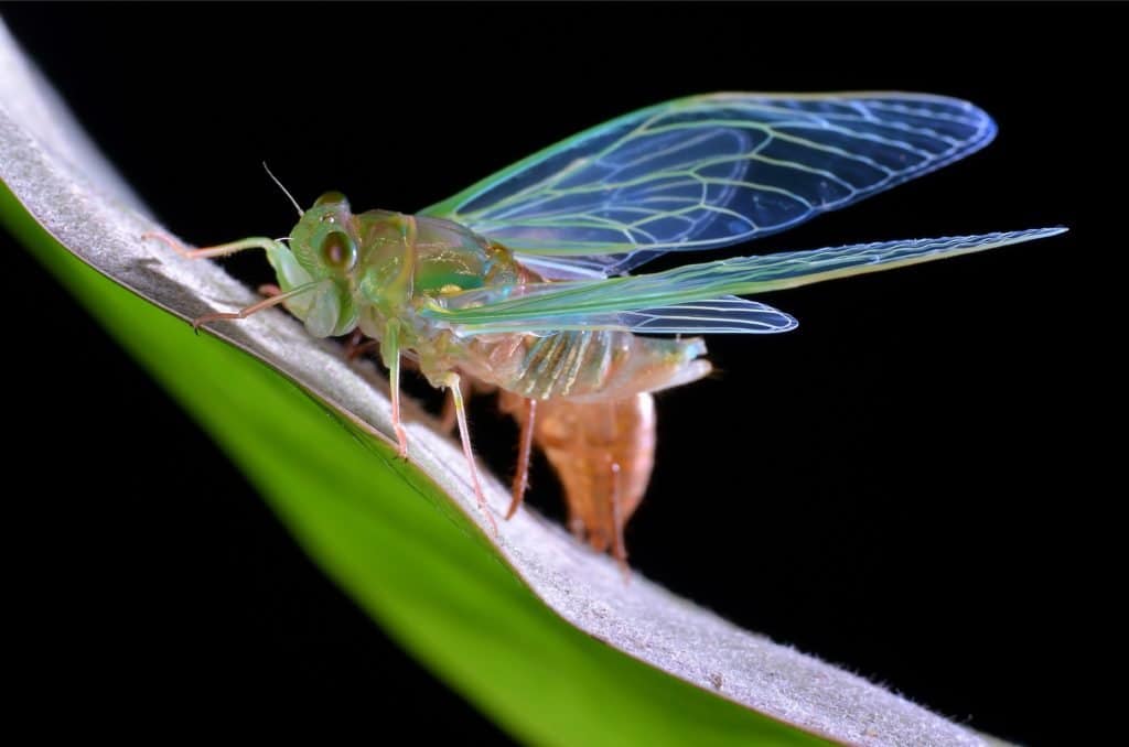 Cicala sulla foglia
