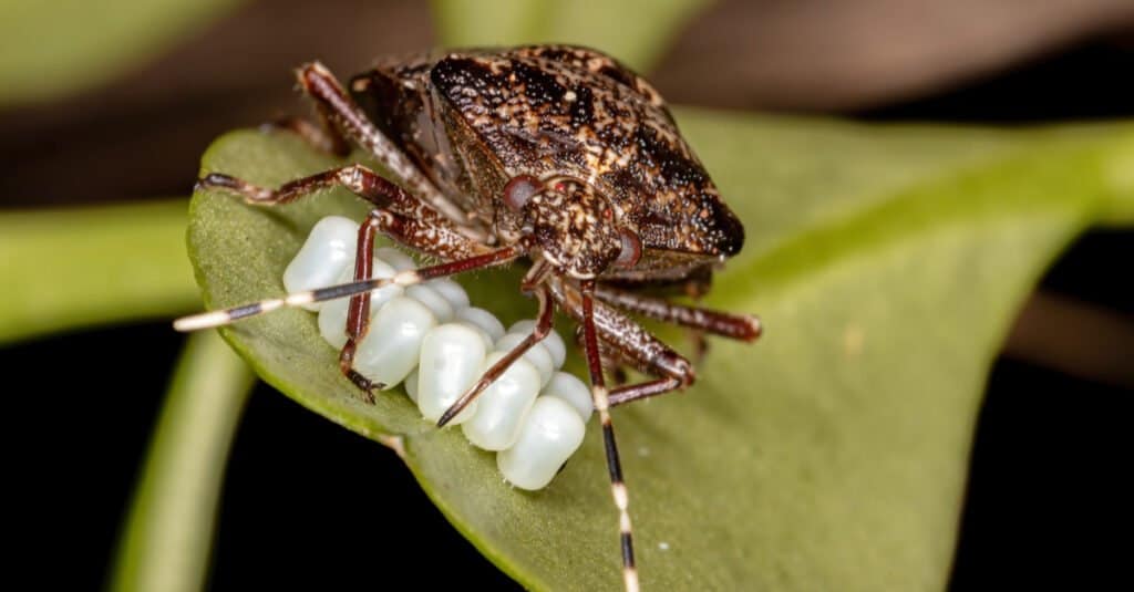 Cosa mangiano gli insetti puzzolenti - Insetto puzzolente con larve