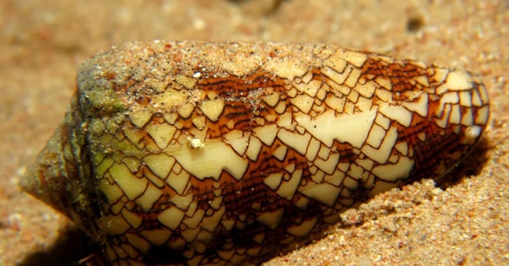 Cosa mangiano le lumache di mare - Cono tessile