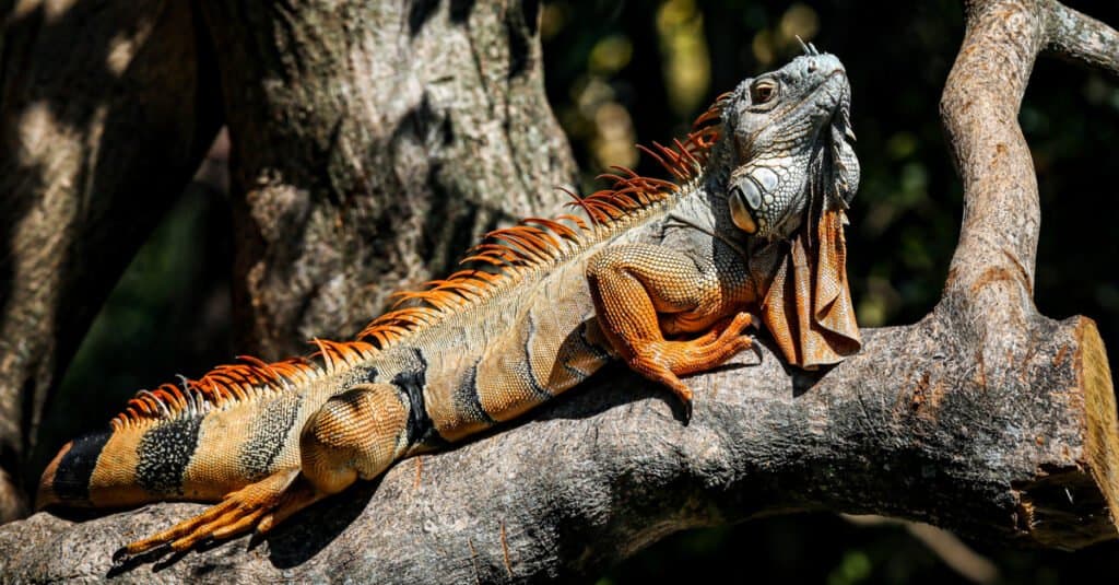 Iguana verde