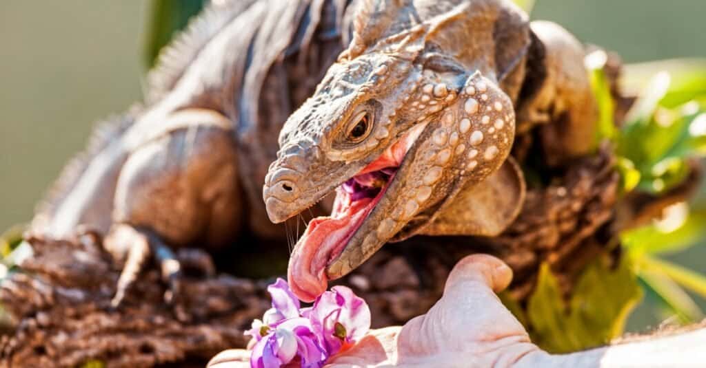 grand-cayman-iguana-blu-che-mangia-un-fiore