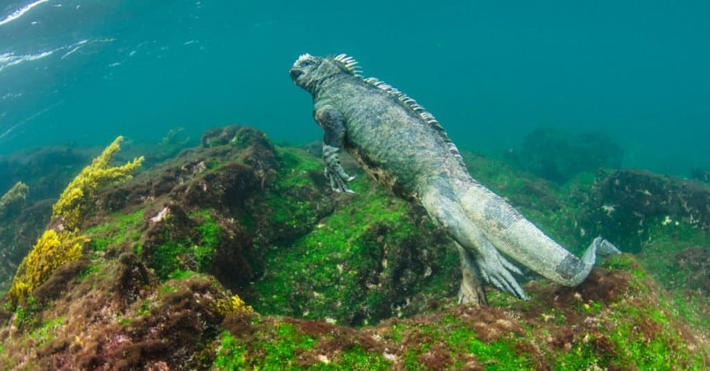 Iguana marina (Amblyrhynchus cristatus) subacquea, Fernandina Island, Isole Galapagos, Ecuador.
