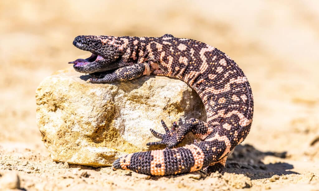 Lucertola Gila Monster (sospetta Heloderma)