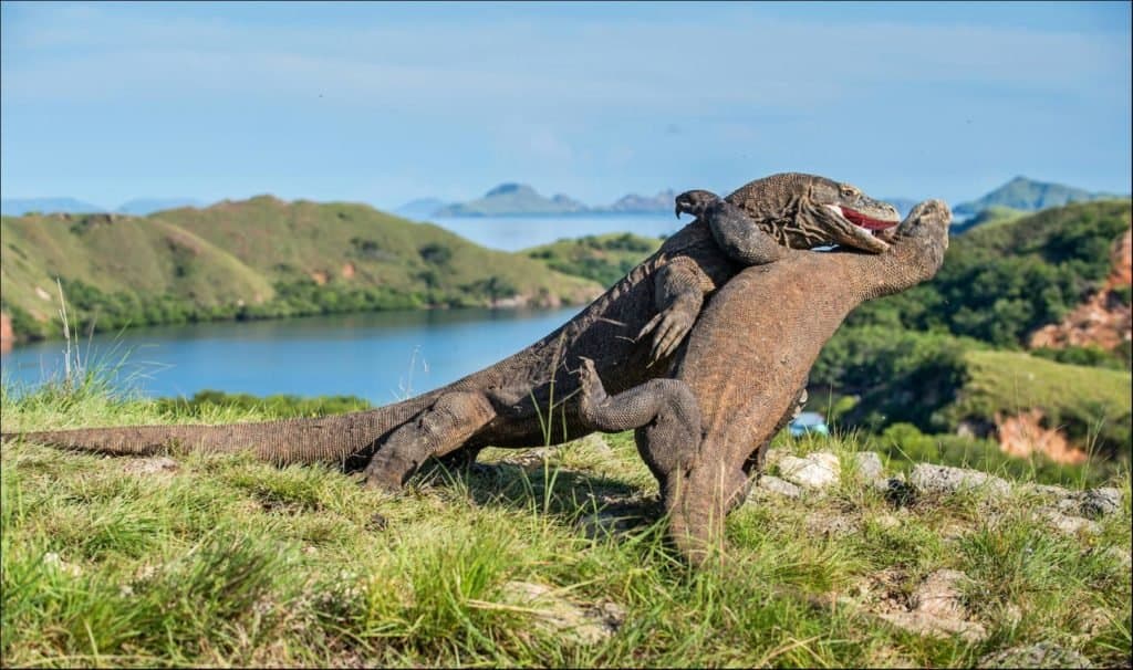 lucertola monitor vs drago di komodo