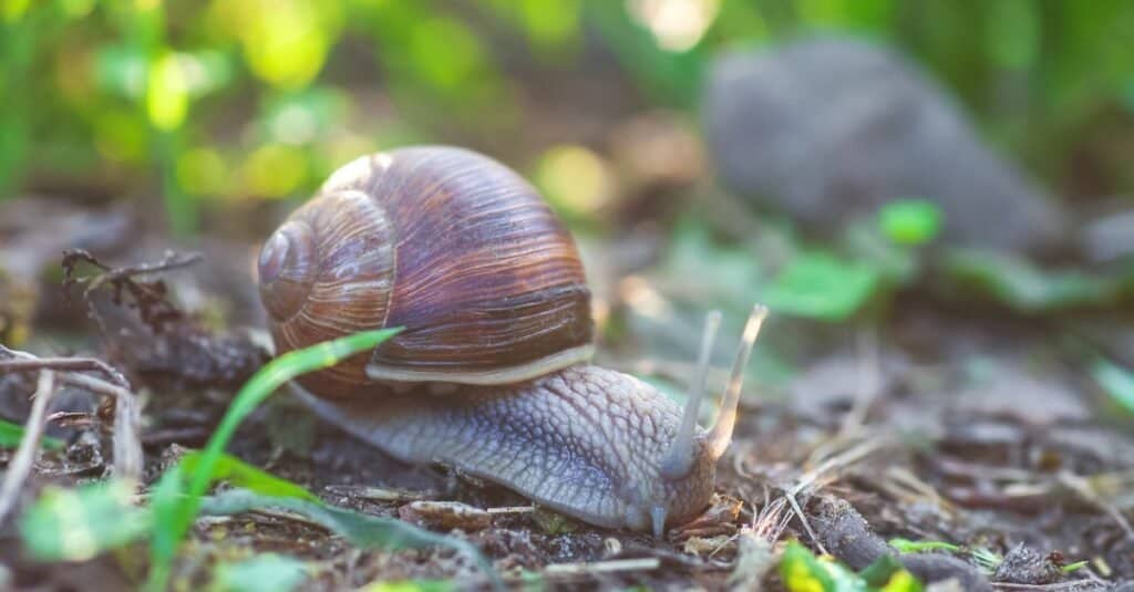 Le lumache nascono con il guscio?