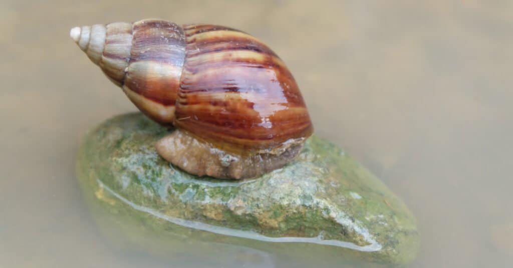 lumaca amphidromus su roccia in acqua