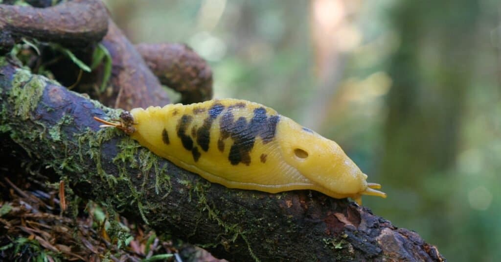Gli animali più lenti del Nord America