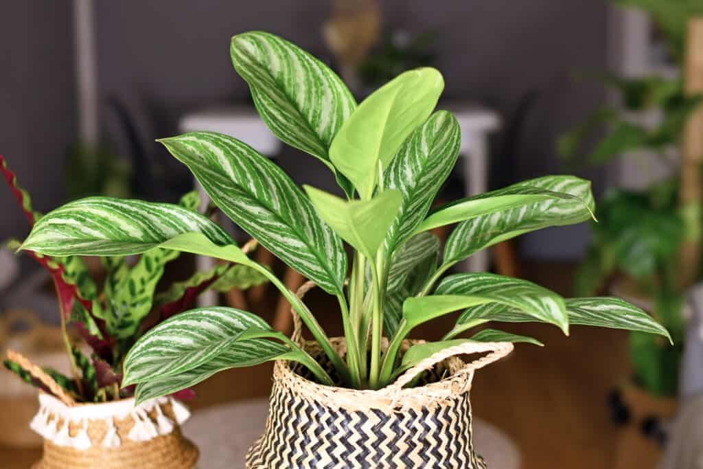 Aglaonema (sempreverde cinese)