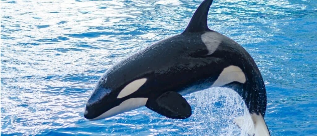Animali che usano il sonar