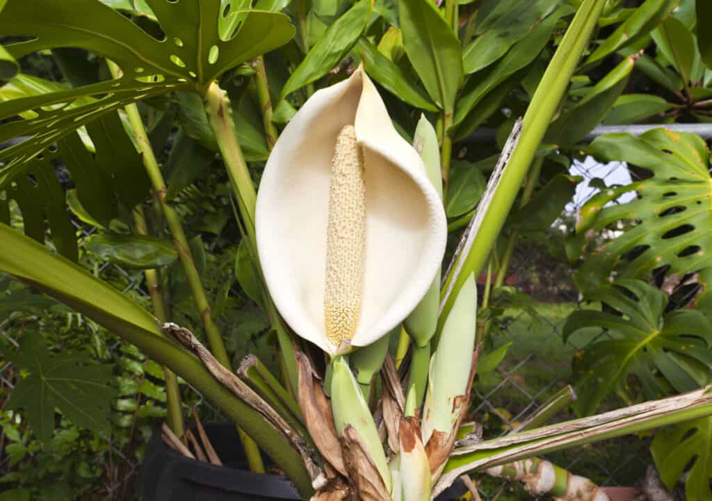le piante di monstera producono fiori