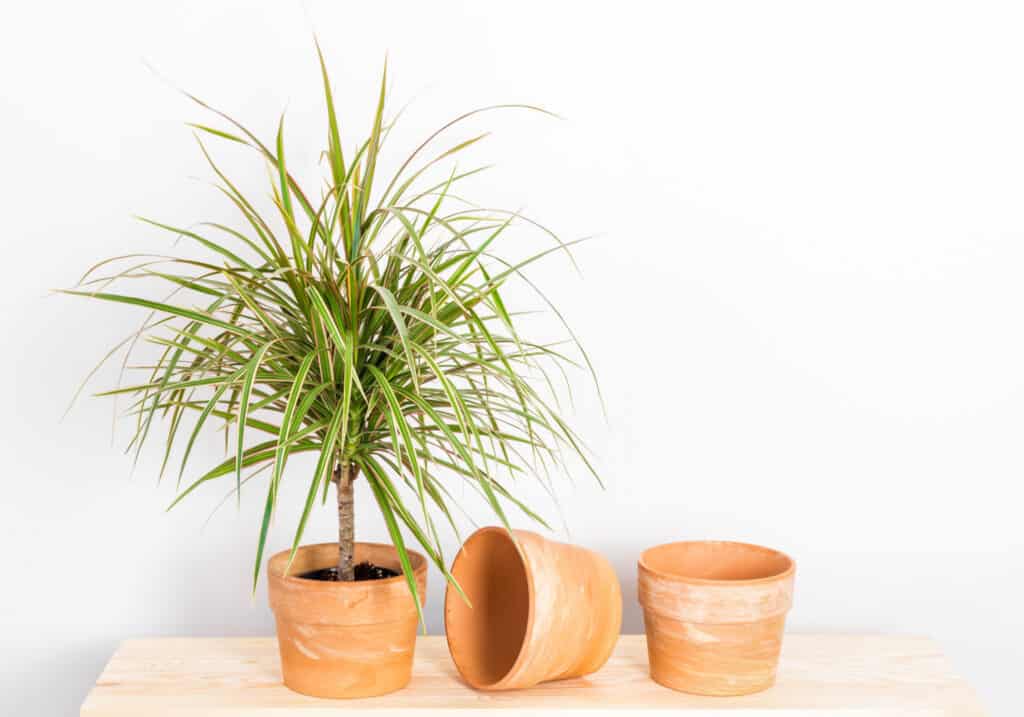 albero del drago in vaso