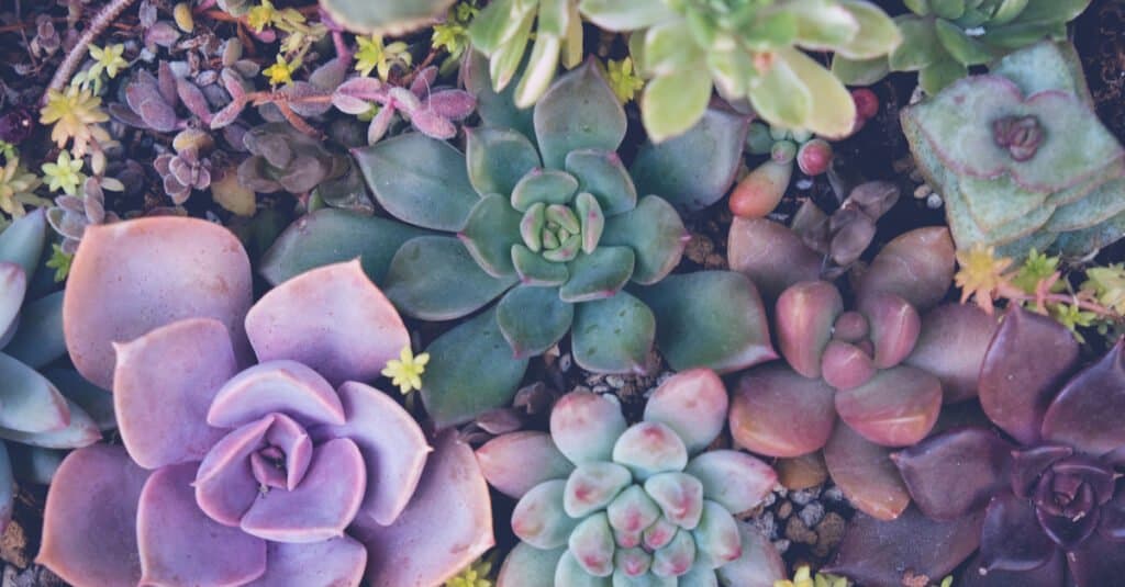 Piante succulente di agave