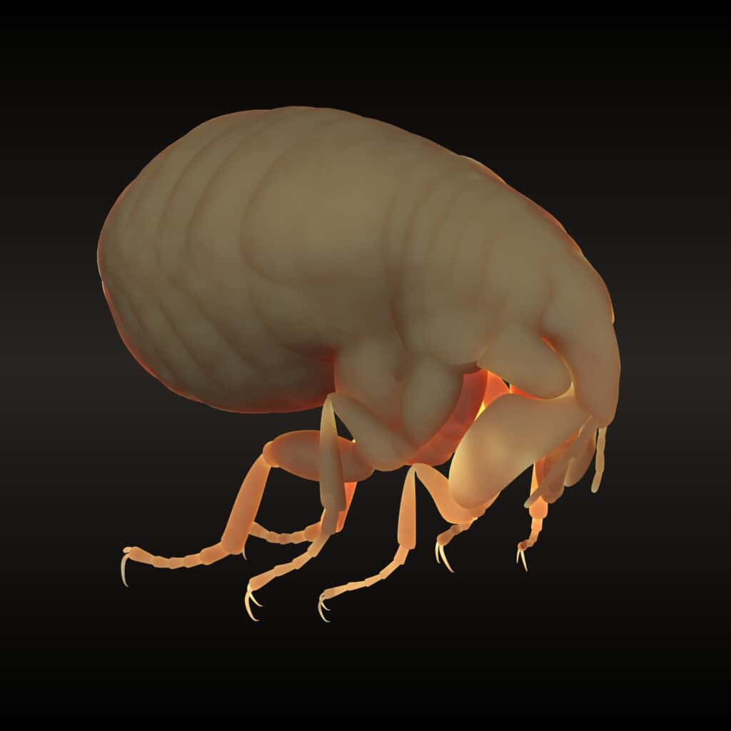 foto di una pulce di chigoe al microscopio.  Sembra un pollo crudo, rosa carnoso.  ma con appendici più lunghe.  sfondo nero