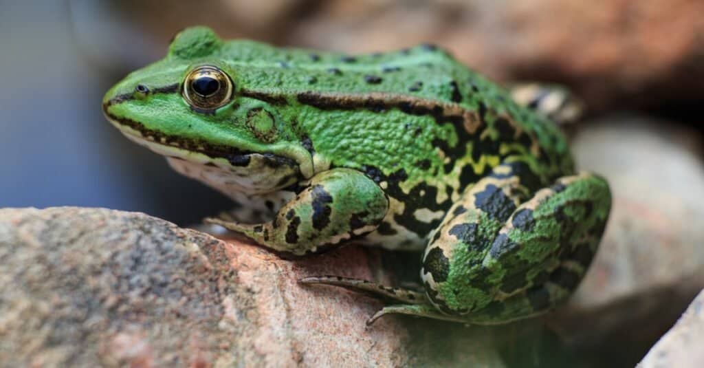 Paura degli animali: ranidafobia