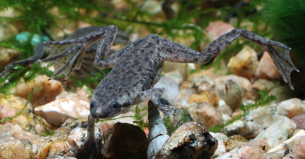 Rane semi-acquatiche - Rana artigliata nana dello Zaire