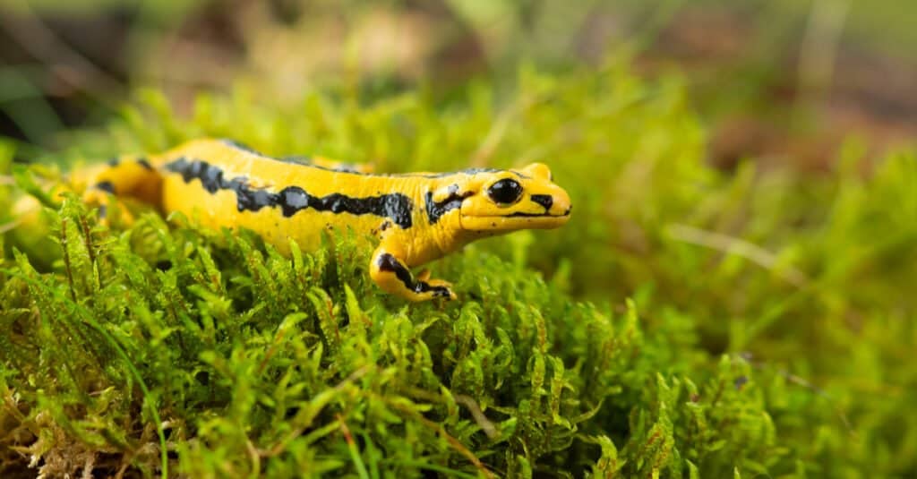 Salamandra contro lucertola