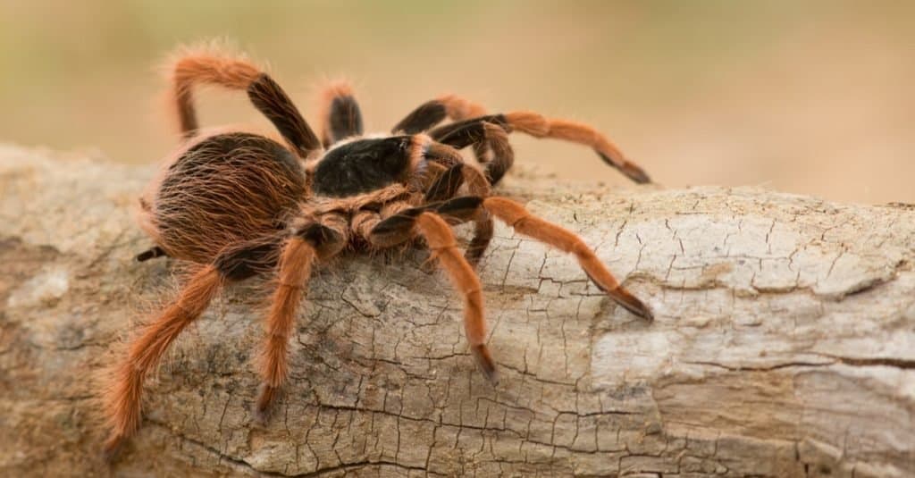 I più grandi ragni: tarantola gigante colombiana Redleg