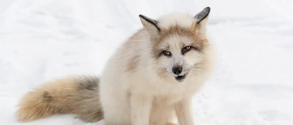 Red Marble Fox (Vulpes vulpes) si siede con la testa inclinata