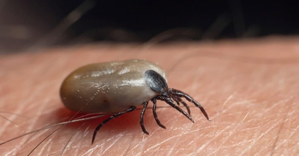 Una zecca ubriaca di sangue striscia sulla pelle umana.
