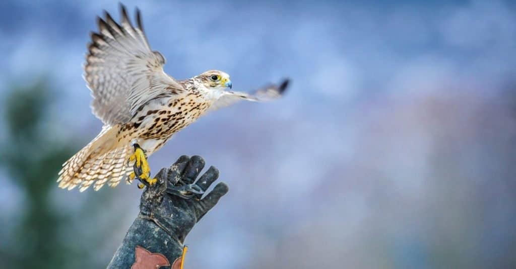 Falco esotico di proprietà dell'animale domestico